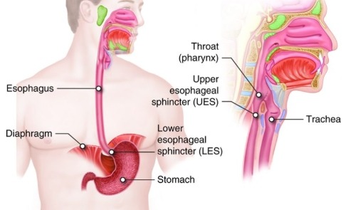 후두암 진단방법