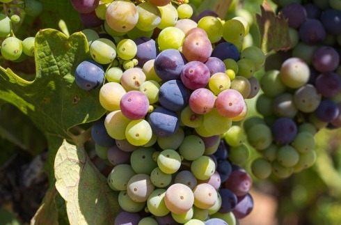 설암 예방에 좋은 음식