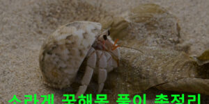 소라게 꿈해몽 풀이 총정리
