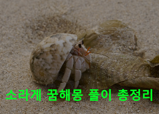 소라게 꿈해몽 풀이 총정리