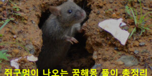 쥐구멍이 나오는 꿈해몽 풀이 총정리