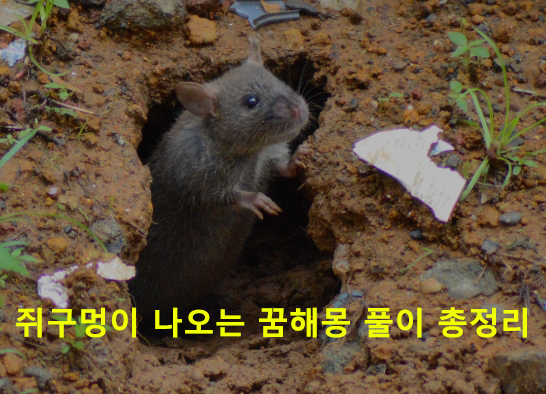 쥐구멍이 나오는 꿈해몽 풀이 총정리