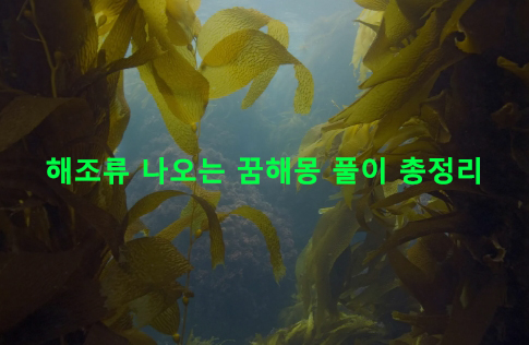 해조류 나오는 꿈해몽 풀이 총정리