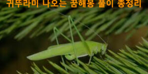 귀뚜라미 나오는 꿈해몽 풀이 총정리