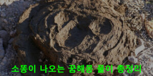 소똥이 나오는 꿈해몽 풀이 총정리