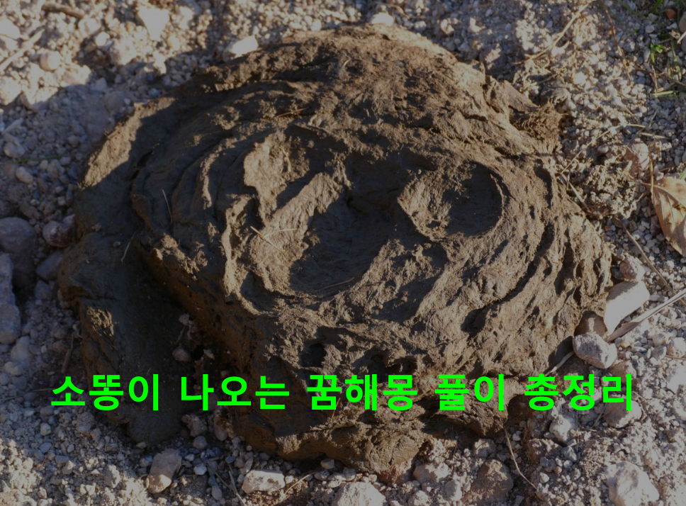 소똥이 나오는 꿈해몽 풀이 총정리