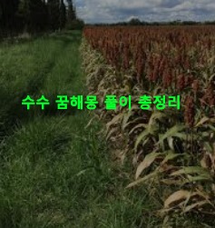 수수 꿈해몽 풀이 총정리