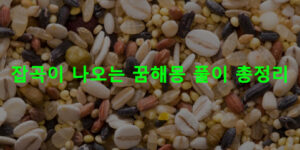 잡곡이 나오는 꿈해몽 풀이 총정리