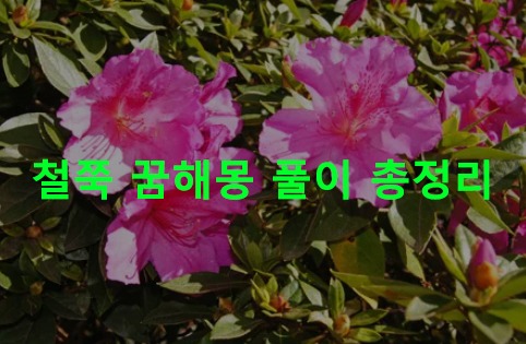 철쭉 꿈해몽 풀이 총정리