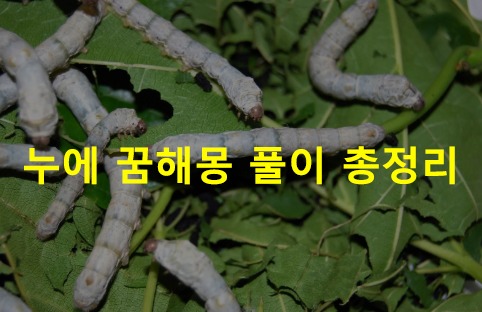 누에 꿈해몽 풀이 총정리