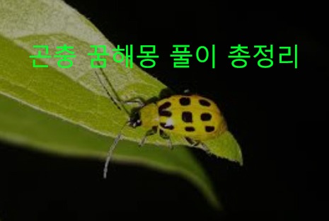 곤충 꿈해몽 풀이 총정리