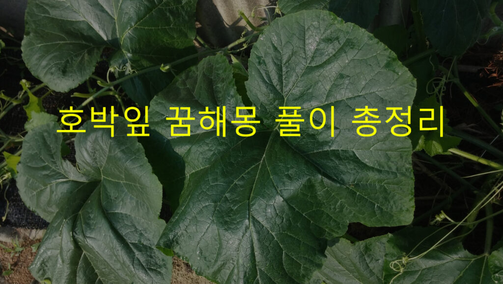 호박잎 꿈해몽 풀이 총정리