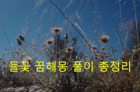 들꽃 꿈해몽 풀이 총정리