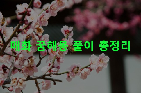 매화 꿈해몽 풀이 총정리