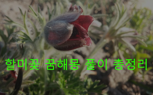 할미꽃 꿈해몽 풀이 총정리