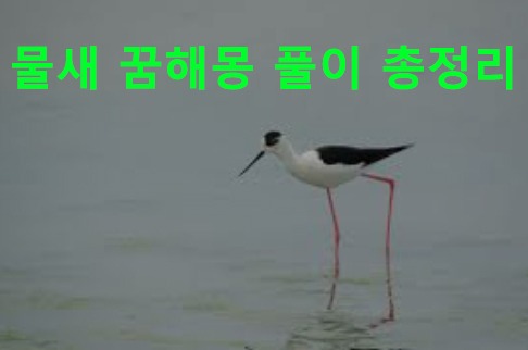 물새 꿈해몽 풀이 총정리