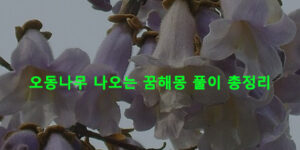 오동나무 나오는 꿈해몽 풀이 총정리