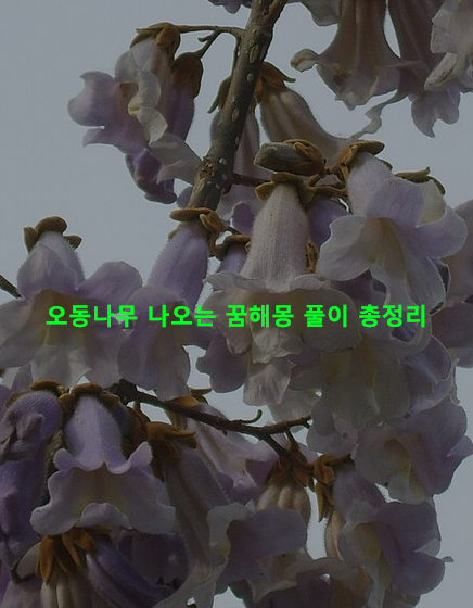 오동나무 나오는 꿈해몽 풀이 총정리