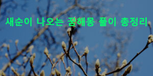 새순이 나오는 꿈해몽 풀이 총정리