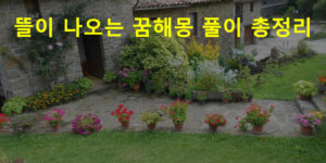 뜰이 나오는 꿈해몽 풀이 총정리