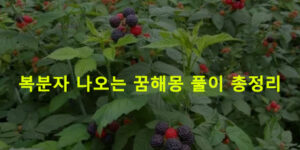 복분자 나오는 꿈해몽 풀이 총정리