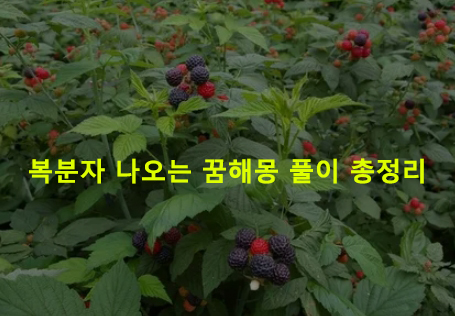 복분자 나오는 꿈해몽 풀이 총정리