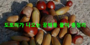 도토리가 나오는 꿈해몽 풀이 총정리