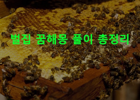 벌집 꿈해몽 풀이 총정리