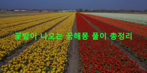 꽃밭이 나오는 꿈해몽 풀이 총정리