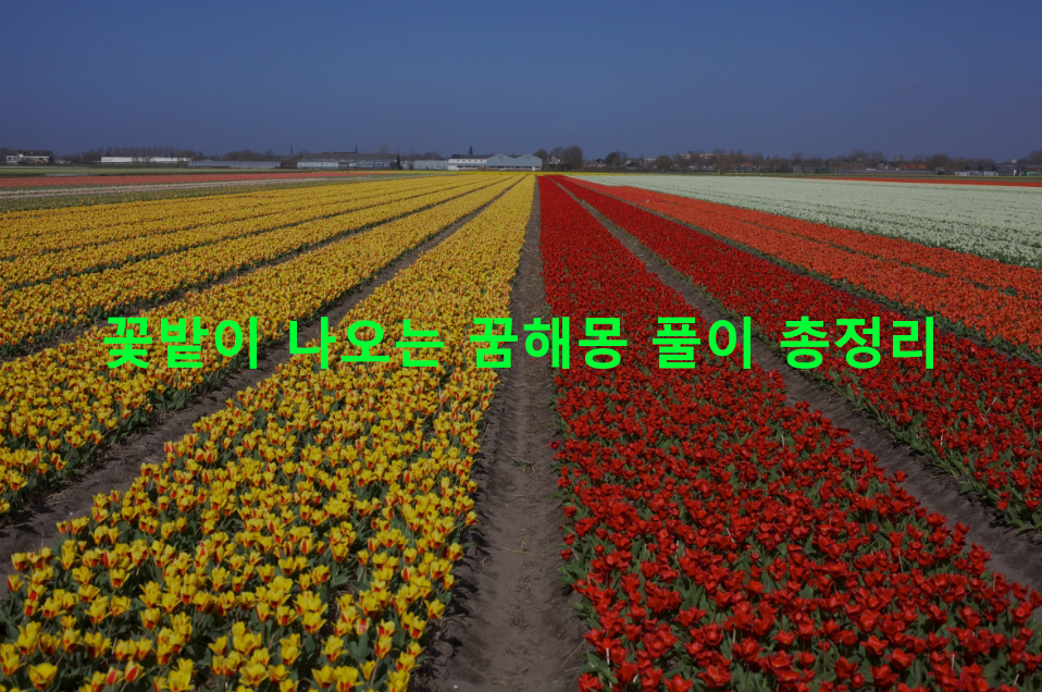 꽃밭이 나오는 꿈해몽 풀이 총정리