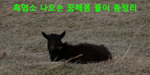 흑염소 나오는 꿈해몽 풀이 총정리