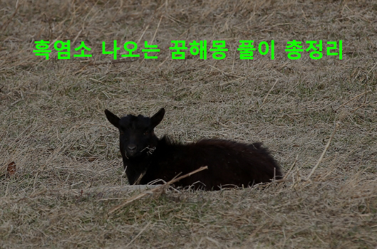 흑염소 나오는 꿈해몽 풀이 총정리