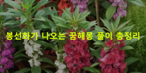 봉선화가 나오는 꿈해몽 풀이 총정리