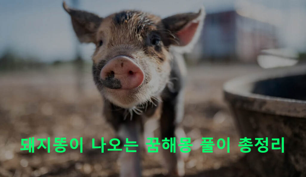 돼지똥이 나오는 꿈해몽 풀이 총정리