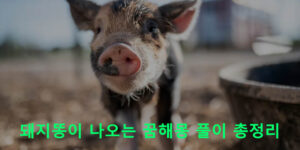 돼지똥이 나오는 꿈해몽 풀이 총정리