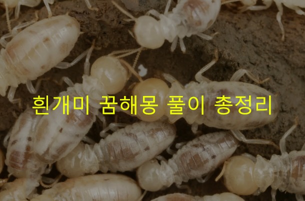 흰개미 꿈해몽 풀이 총정리