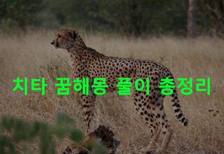 치타 꿈해몽 풀이 총정리