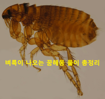 벼룩이 나오는 꿈해몽 풀이 총정리
