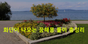 화단이 나오는 꿈해몽 풀이 총정리