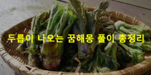 두릅이 나오는 꿈해몽 풀이 총정리