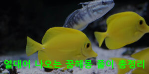 열대어 나오는 꿈해몽 풀이 총정리