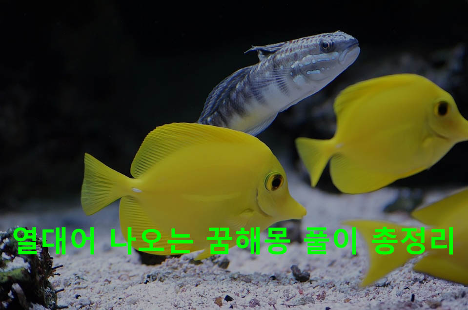 열대어 나오는 꿈해몽 풀이 총정리