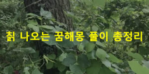 칡 나오는 꿈해몽 풀이 총정리