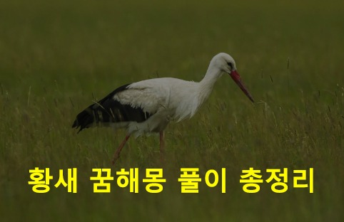 황새 꿈해몽 풀이 총정리