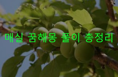 매실 꿈해몽 풀이 총정리
