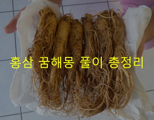 홍삼 꿈해몽 풀이 총정리