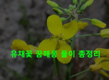 유채꽃 꿈해몽 풀이 총정리
