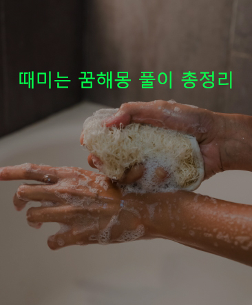 때미는 꿈해몽 풀이 총정리