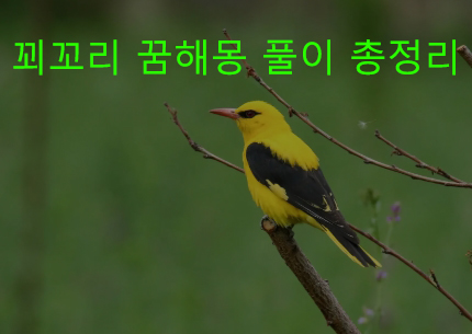 꾀꼬리 꿈해몽 풀이 총정리