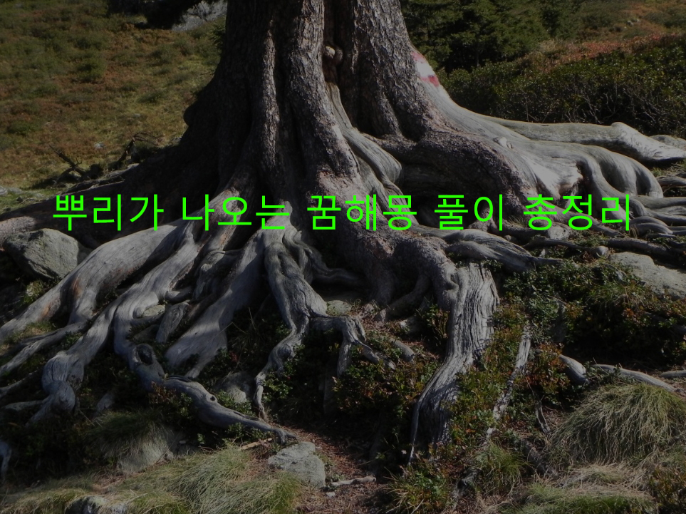 뿌리가 나오는 꿈해몽 풀이 총정리